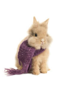 Winterfestes Kaninchen mit Schal