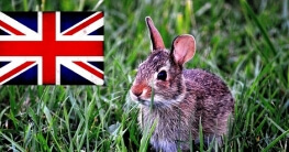 Kaninchenstall auf Englisch - Eine Übersetzung