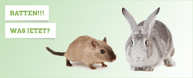 Ratten im Kaninchenstall